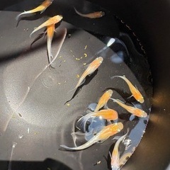 【はやたんメダカ】 ☆レッドクリフ紅白☆ 稚魚〜針子 10匹セット 格安販売の画像