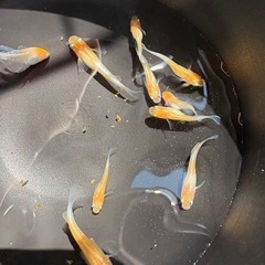 【はやたんメダカ】 ☆レッドクリフ紅白☆ 稚魚〜針子 10匹セット 格安販売の画像