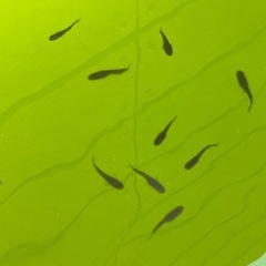 オロチメダカの画像