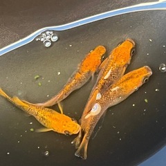 オトヒメメダカ(乙姫)の画像