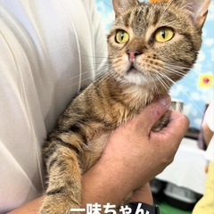 元繁殖猫ちゃん　大家族希望