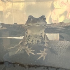ヒキガエルの画像