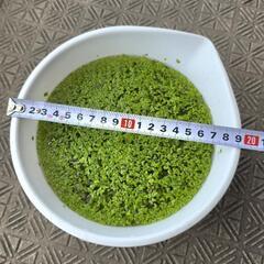 【無料】浮草 アオウキクサ 大量の画像