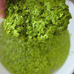 【無料】浮草 アオウキクサ 大量の画像
