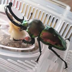 ニジイロクワガタの画像
