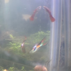 熱帯魚の画像