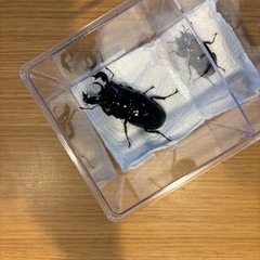 タランドゥスオオツヤクワガタギネス血統91ミリペアの画像