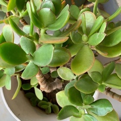 10年もの 金のなる木 鉢植え 大の画像