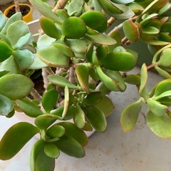 10年もの 金のなる木 鉢植え 大の画像