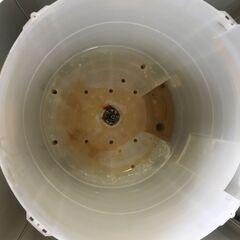 洗濯機の分解クリーニング行っています！配送設置込み　ハイセンス5.5K洗濯機　2020年製　分解クリーニング済み！！の画像