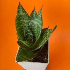 ミニ虎の尾の画像