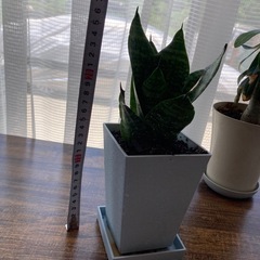ミニ虎の尾の画像