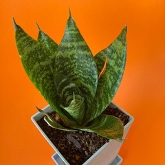 ミニ虎の尾の画像