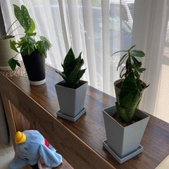 ミニ虎の尾の画像