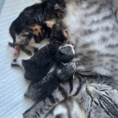 ベランダで4匹子猫生まれてました。