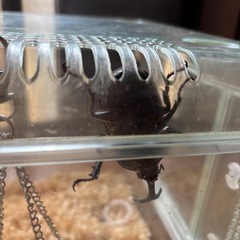 カブトムシの画像