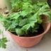 ランキングキーワードに紐づく投稿画像-多肉植物