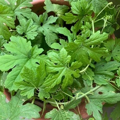 ゴーヤ 鉢植え 大の画像