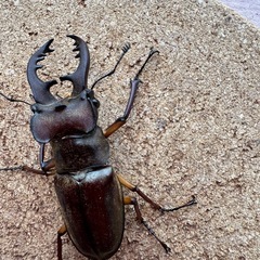 三重県産大型ミヤマ♂63.7㎜ペアの画像