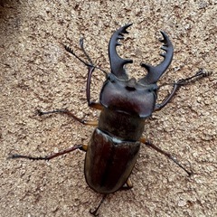 三重県産大型ミヤマ♂63.7㎜ペアの画像