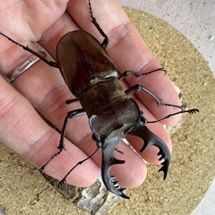 三重県産大型ミヤマ♂64.5㎜ペアの画像