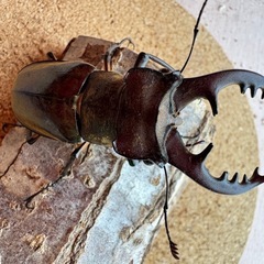 三重県産大型ミヤマ♂64.5㎜ペアの画像