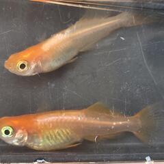 メダカ【東天光】ペア+1匹の画像
