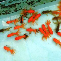 金魚　オランダ獅子頭　5匹約7～8cmの画像