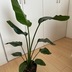 ランキングキーワードに紐づく投稿画像-観葉植物