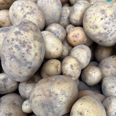 【無農薬・化学肥料不使用・自然栽培】じゃがいも 1kg（東広島・手渡し）🥔の画像