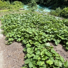 【無農薬・化学肥料不使用・自然栽培】じゃがいも 1kg（東広島・手渡し）🥔の画像