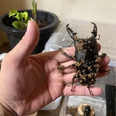 カブト、クワガタ虫の画像