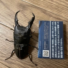 カブト、クワガタ虫の画像