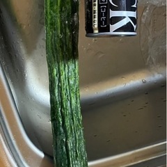 本日とりたて！きゅうりの画像