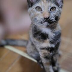野良猫の子猫貰ってください