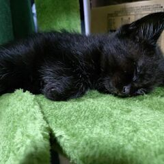 野良猫の子猫貰ってください