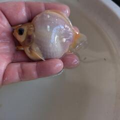 金魚の画像