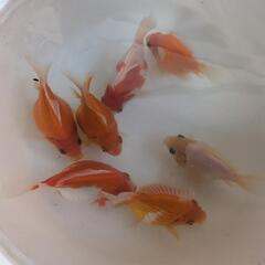金魚の画像