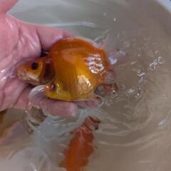 金魚の画像