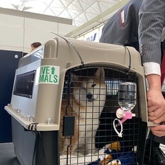 ペットメイト　ウルトラバリケンネル　中型犬 航空機の画像