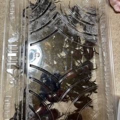 野生産　カブトムシ　の画像