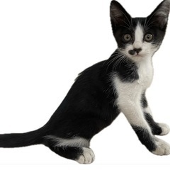 【生後2ヶ月🐱！】クロシロの子猫 