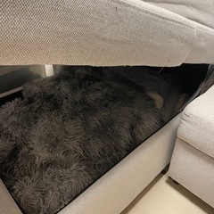 ニトリ　ソファーベッドの画像