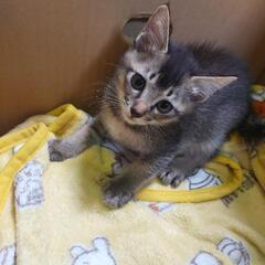 可愛い子猫の里親募集