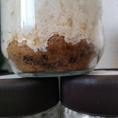 能勢YGオオクワガタ幼虫3頭 菌糸ビン入りの画像