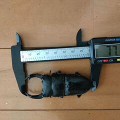 能勢YGオオクワガタ幼虫3頭 菌糸ビン入りの画像