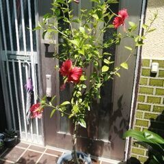 ハイビスカス赤+ピンク寄せ植えスタンダード仕立ての画像