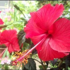 ハイビスカス（コーラルレッド）鉢植えの画像