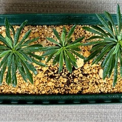塊根植物　ソテツキリン　3株植えの画像