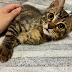 生後3ヶ月　子猫里親募集（♂）